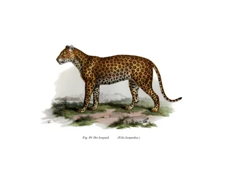 Léopard, 1860